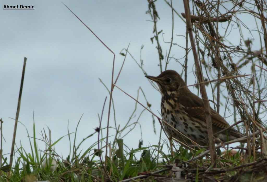 Song Thrush